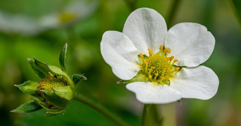 De la fleur au fruit : comment poussent les fraises, pas à pas