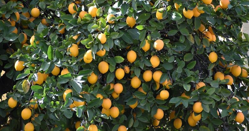 Citronnier maladies photos : identifier et soigner votre arbre