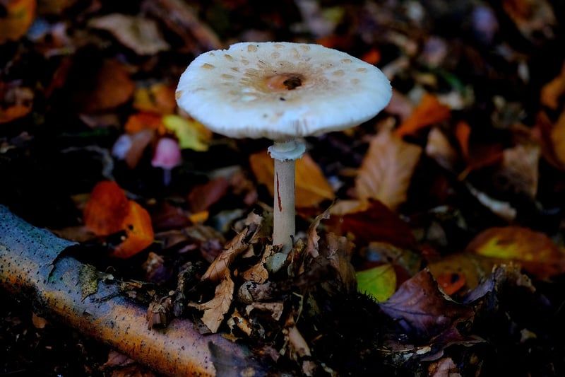 Le bolet jaune : le champignon comestible à reconnaître sans se tromper