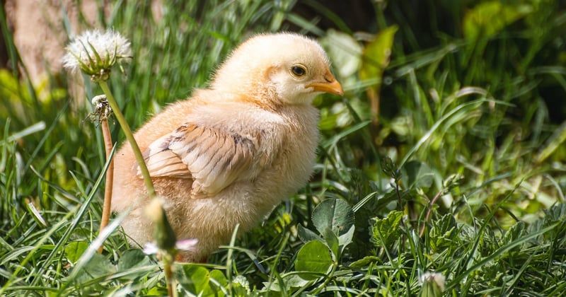 Oisillon mésange : le guide essentiel pour le reconnaître et l'aider