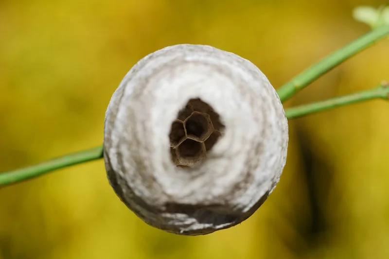 Comment identifier la piqûre et l'insecte responsable
