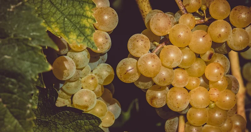 Les conditions qui font la différence entre des fraises insipides et des fraises savoureuses