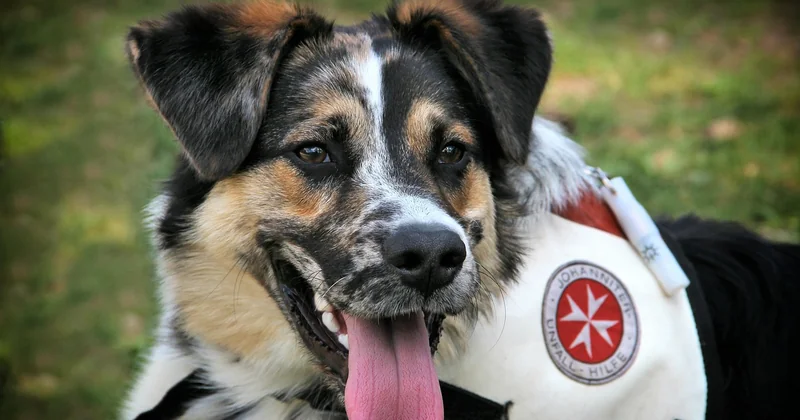 Détection canine ou inspection visuelle : que choisir selon votre budget ?