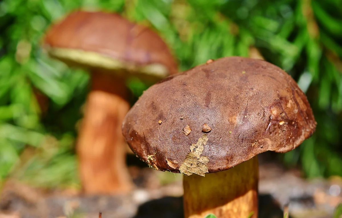 Bolet jaune comestible ou pas ? La vraie réponse