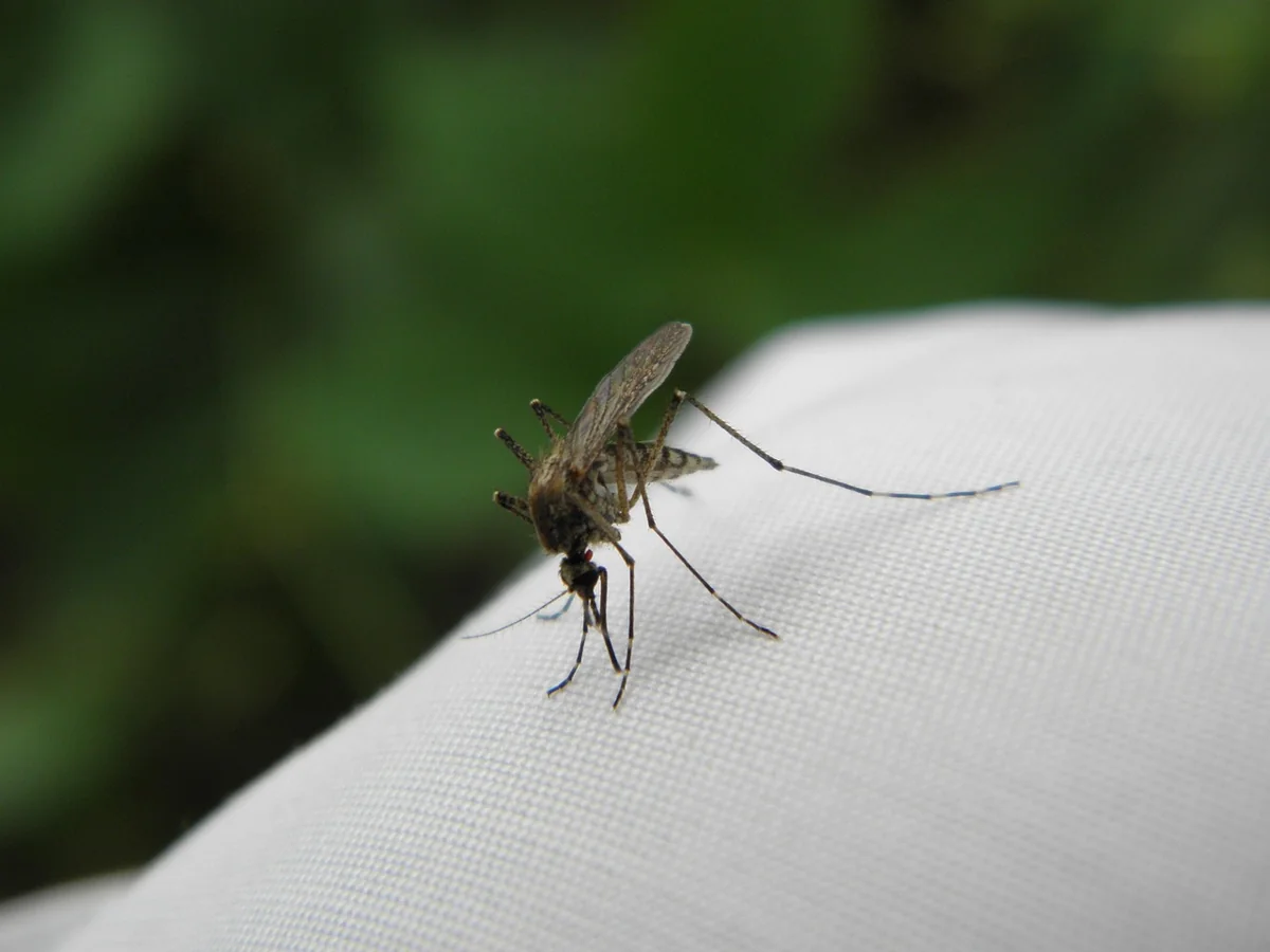 Quels insectes piquent la nuit en 2026 et comment s'en protéger efficacement ?