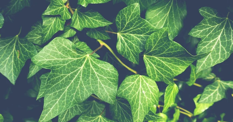 La végétalisation : la solution qui cache tout, naturellement