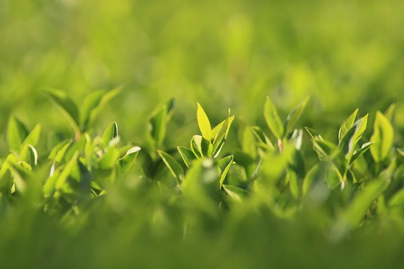 Les solutions végétales : haies, plantes et treillis