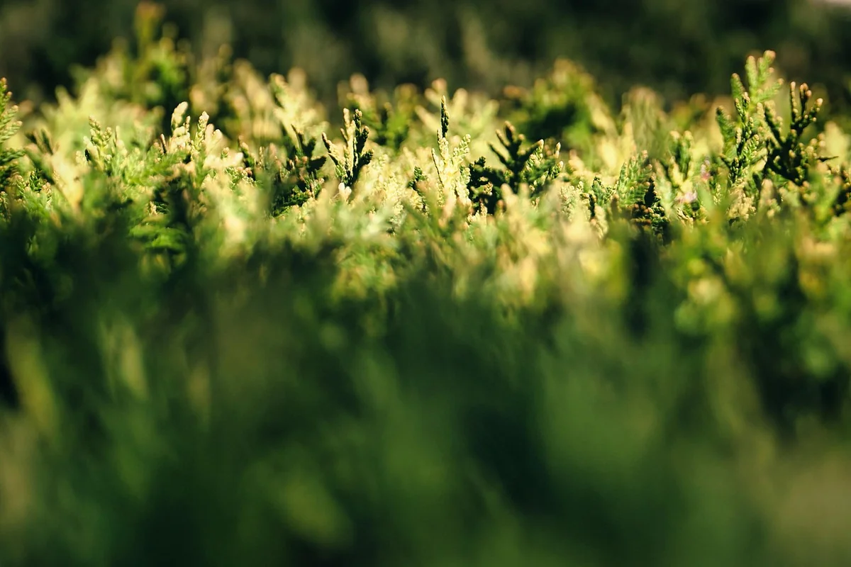 Comment choisir et planter des arbustes persistants pour haie en 2026