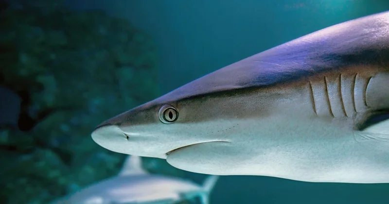Comment coller des pierres dans un aquarium (et entre elles)