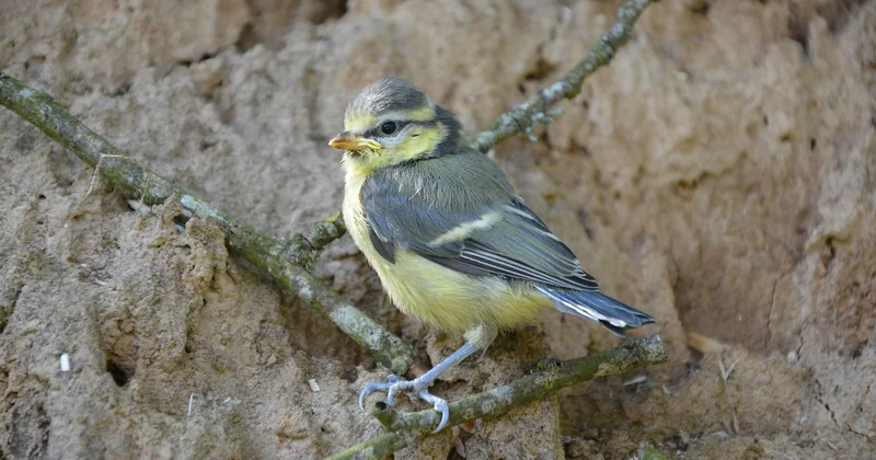Oisillon mésange tombé du nid : la vraie question, c'est intervenir ou pas