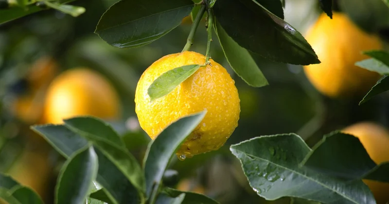 La cochenille, cette maladie du citronnier qu'on confond avec tout le reste