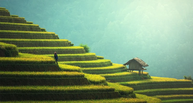 La plantation pas à pas, sans stress