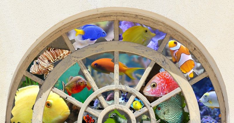 Comment mettre pierre dans un aquarium : le guide simple et sans erreur